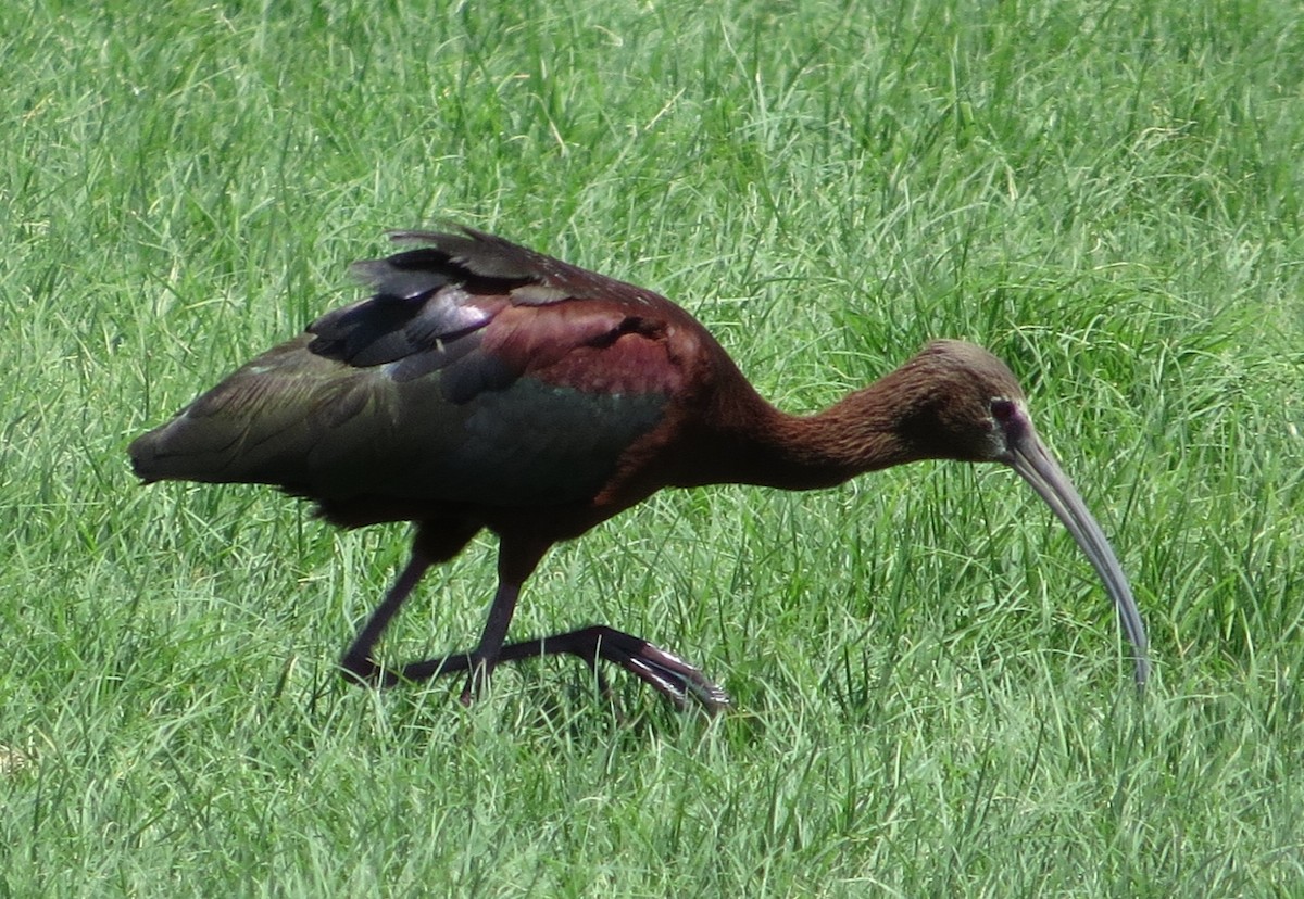 Коровайка американська - ML644773409