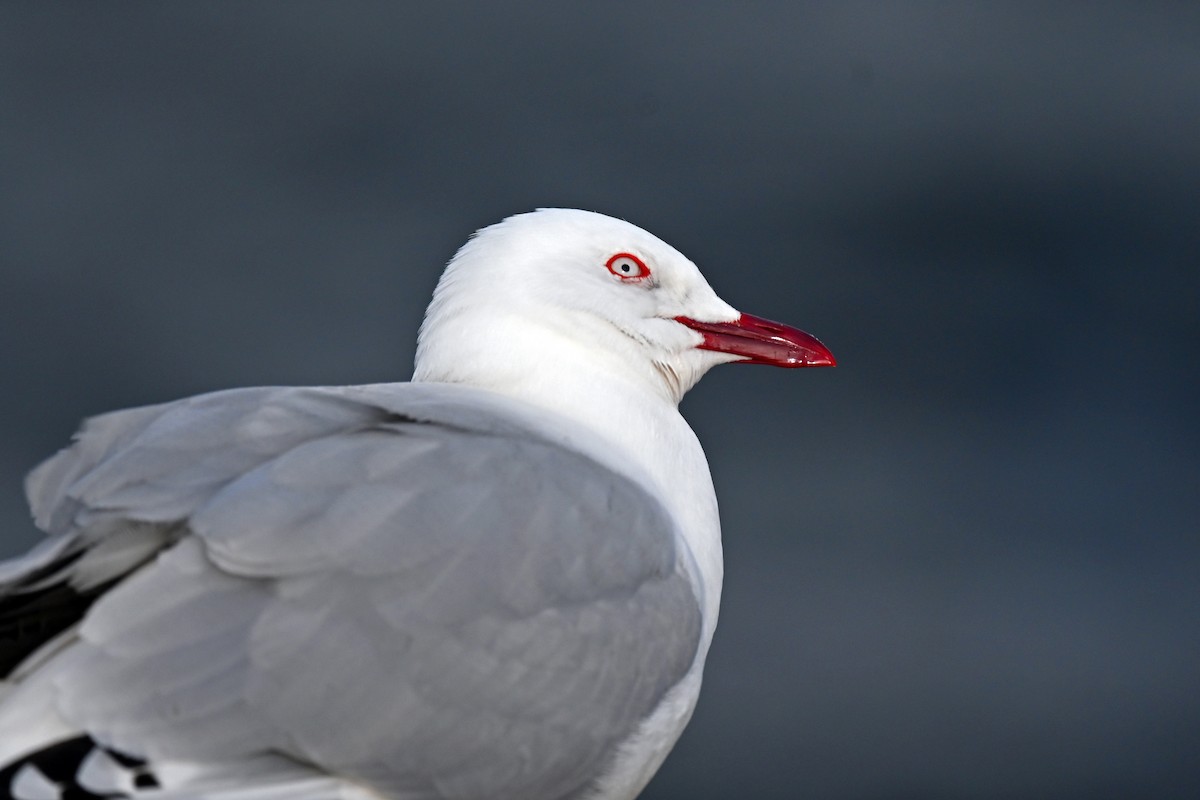 Мартин австралійський (підвид scopulinus) - ML644773429