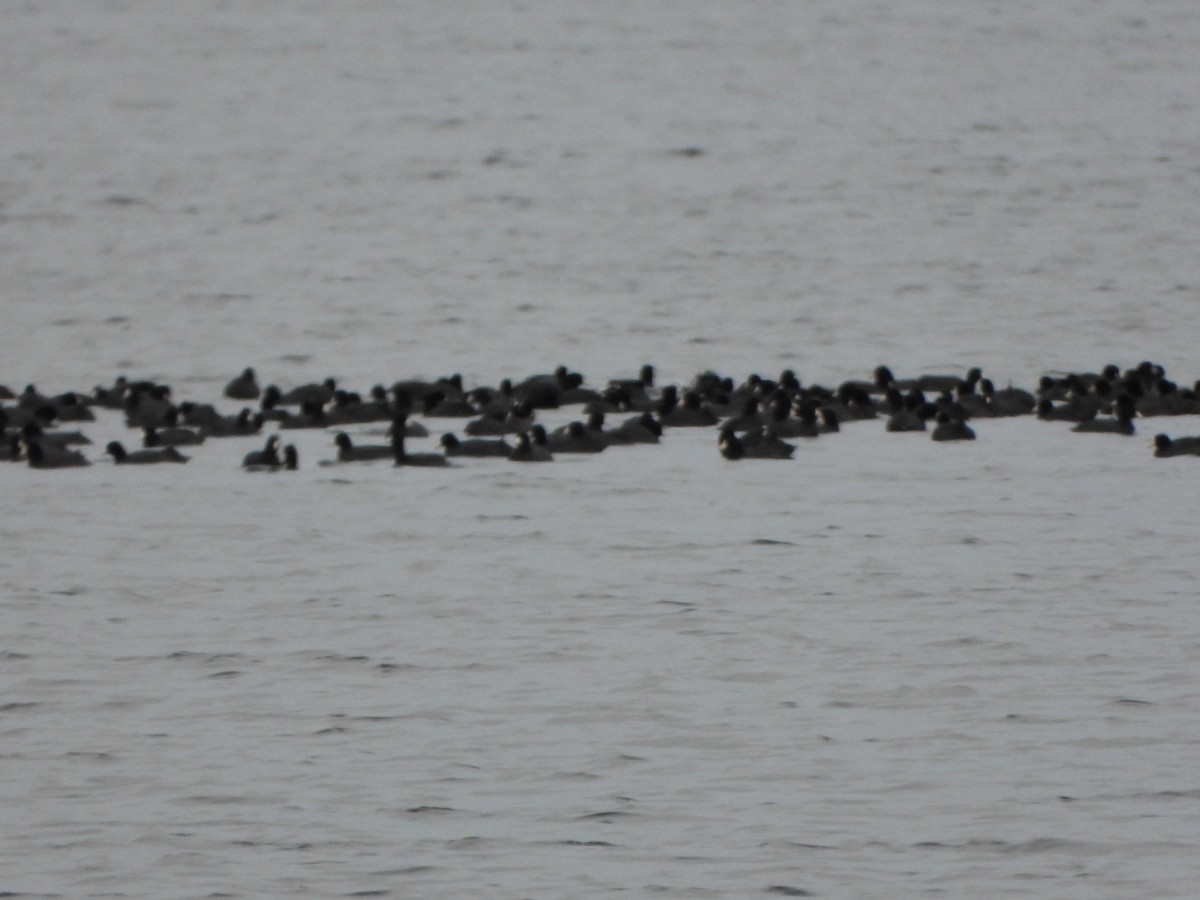 Лиска американська - ML644773458