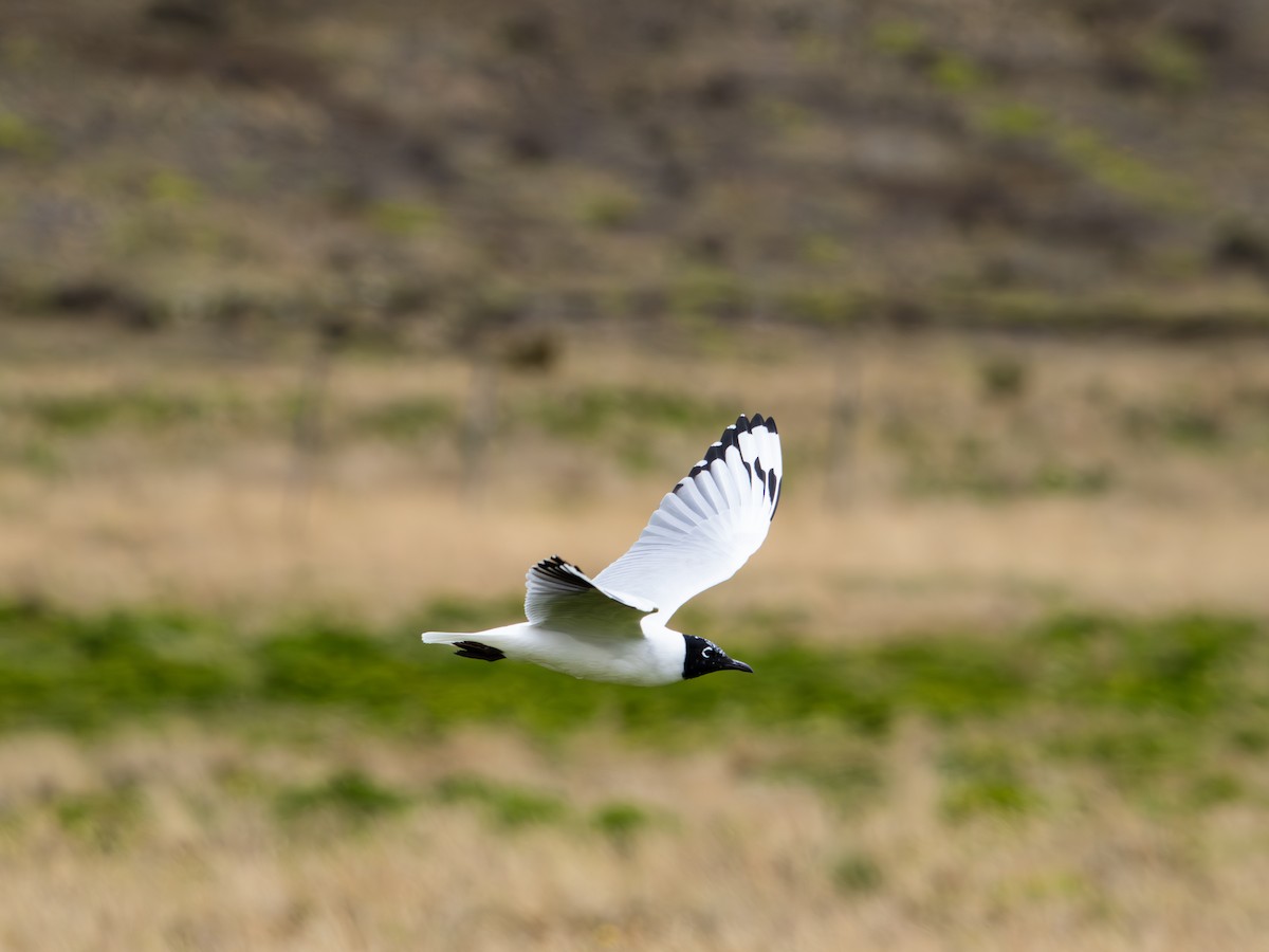Andean Gull - ML644773460