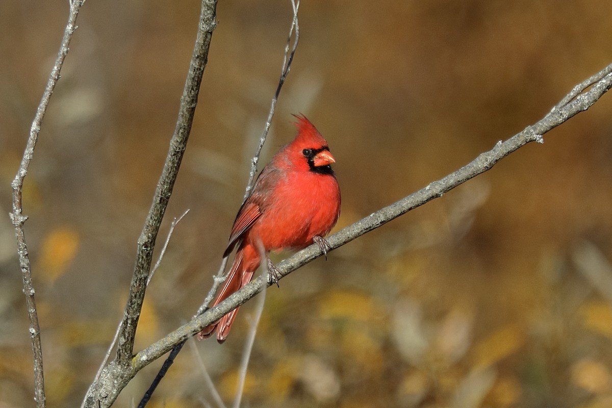Kırmızı Kardinal - ML644773461
