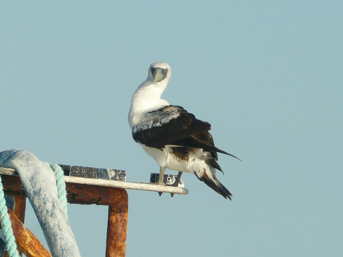 Сула жовтодзьоба - ML644773462