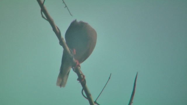 Майна індійська/джунглева - ML644773464