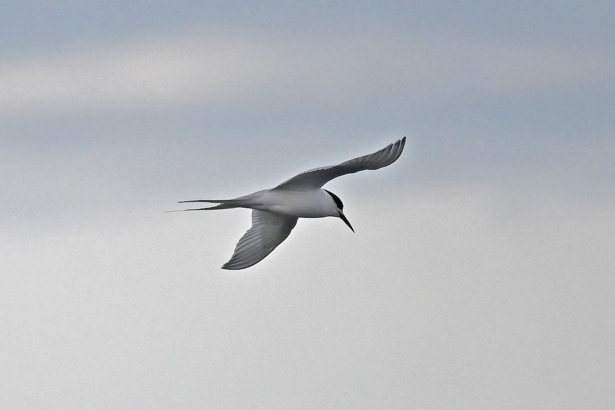 Крячок білолобий - ML644773467