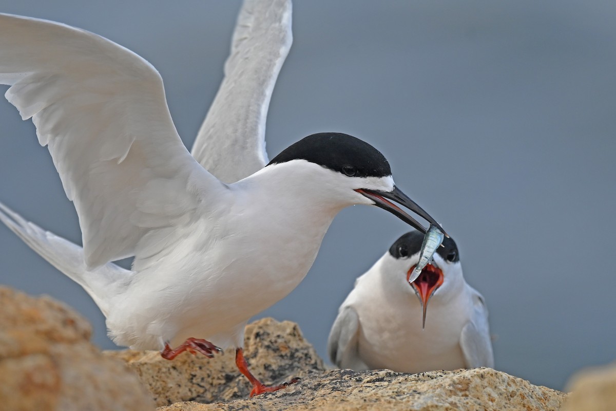 Крячок білолобий - ML644773468