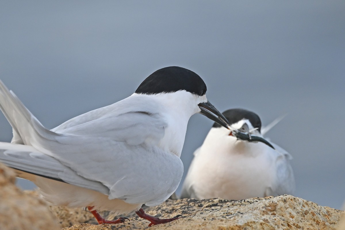 Крячок білолобий - ML644773469