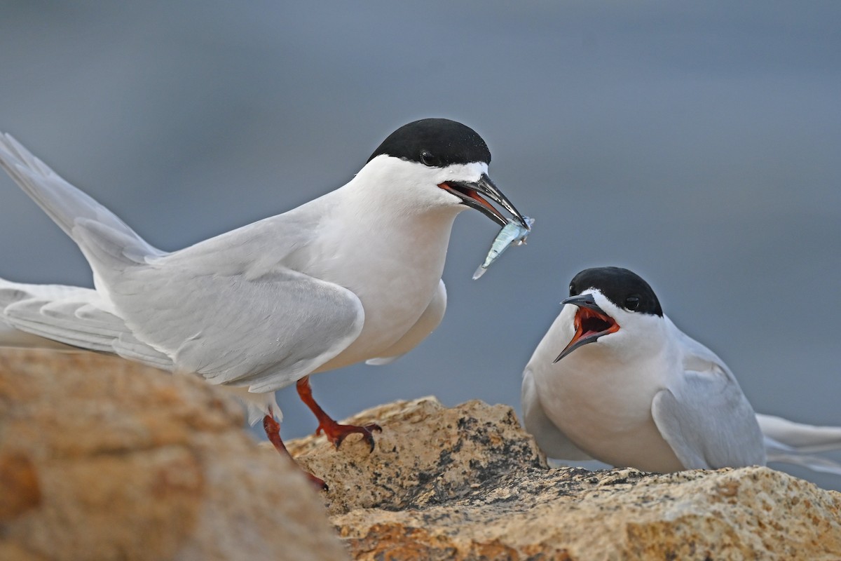 Крячок білолобий - ML644773470