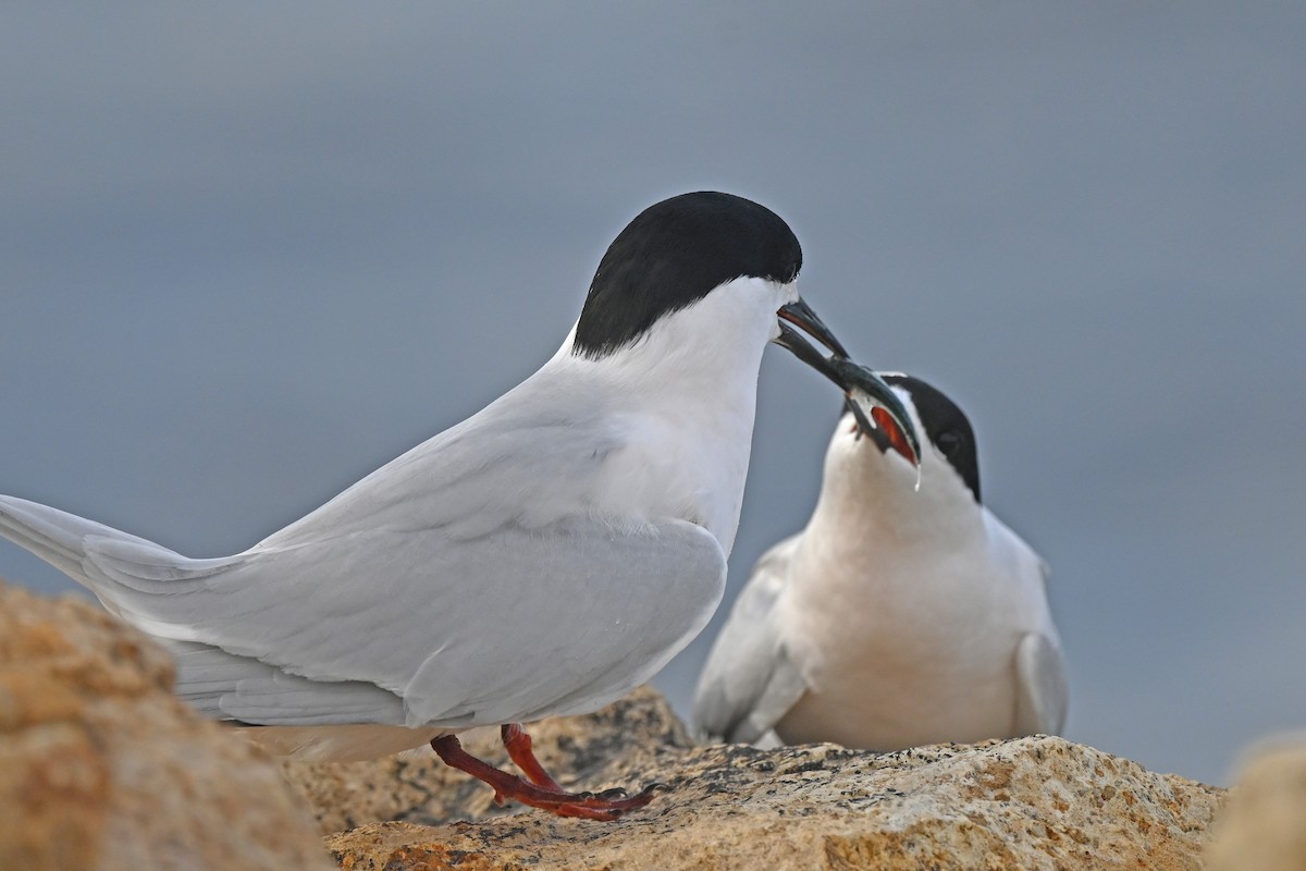 Крячок білолобий - ML644773471