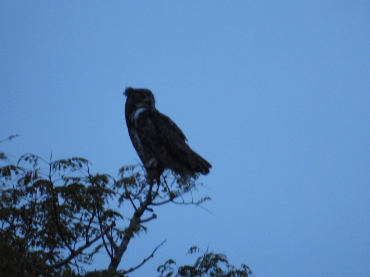 Great Horned Owl - ML644773473