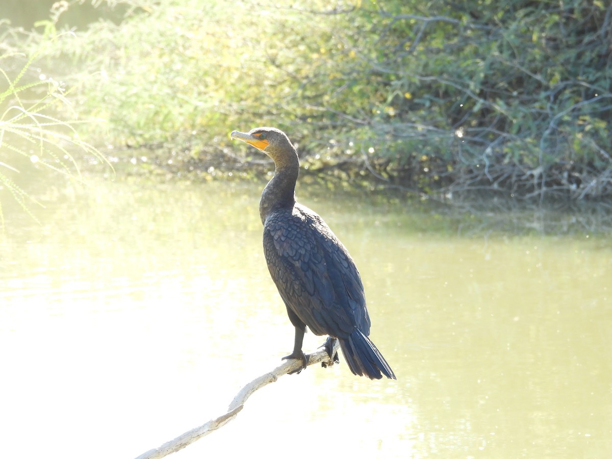 totoppskarv - ML644773475