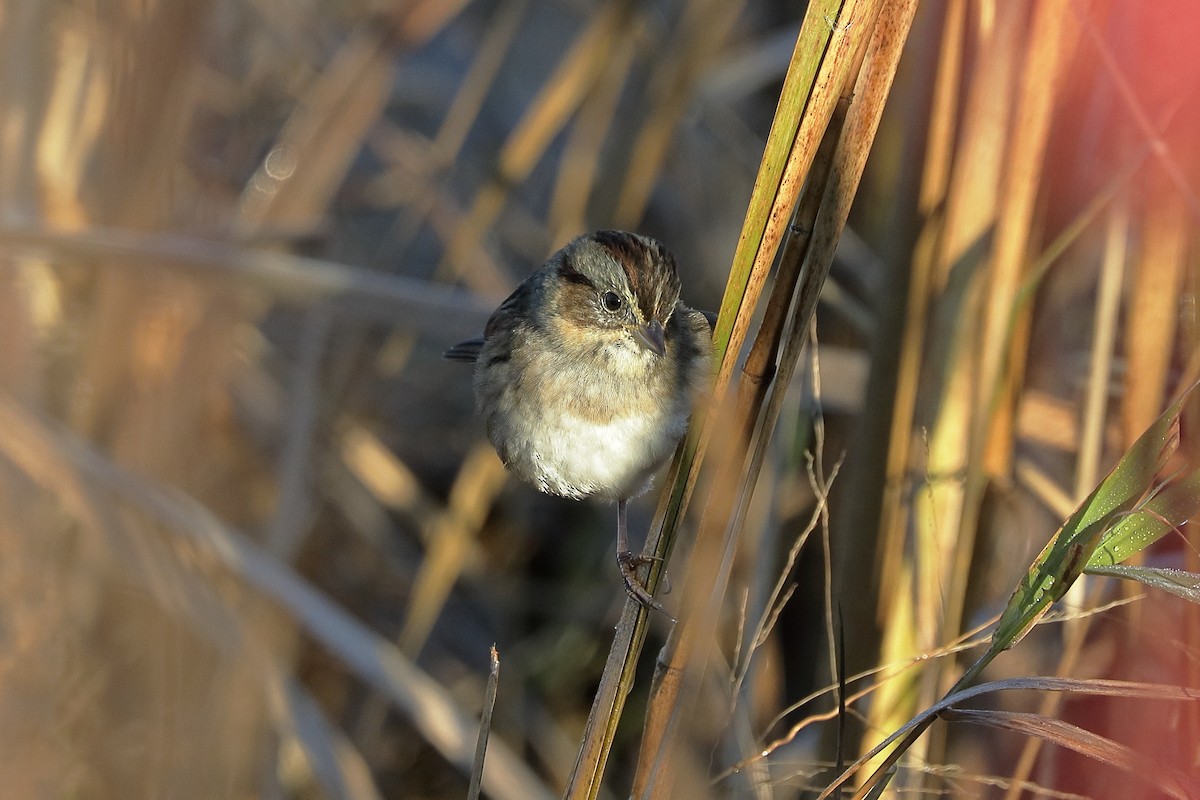 Swamp Sparrow - ML644773491