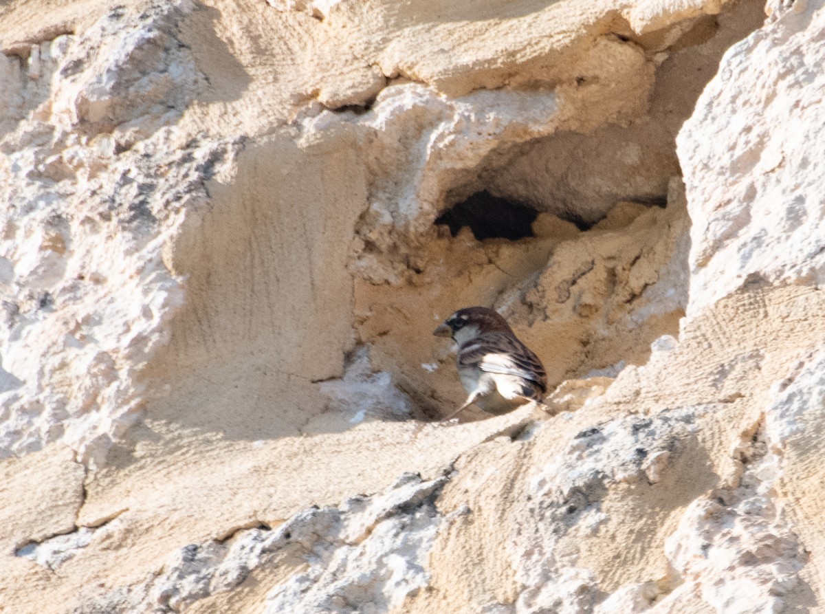 Горобець італійський - ML644773494