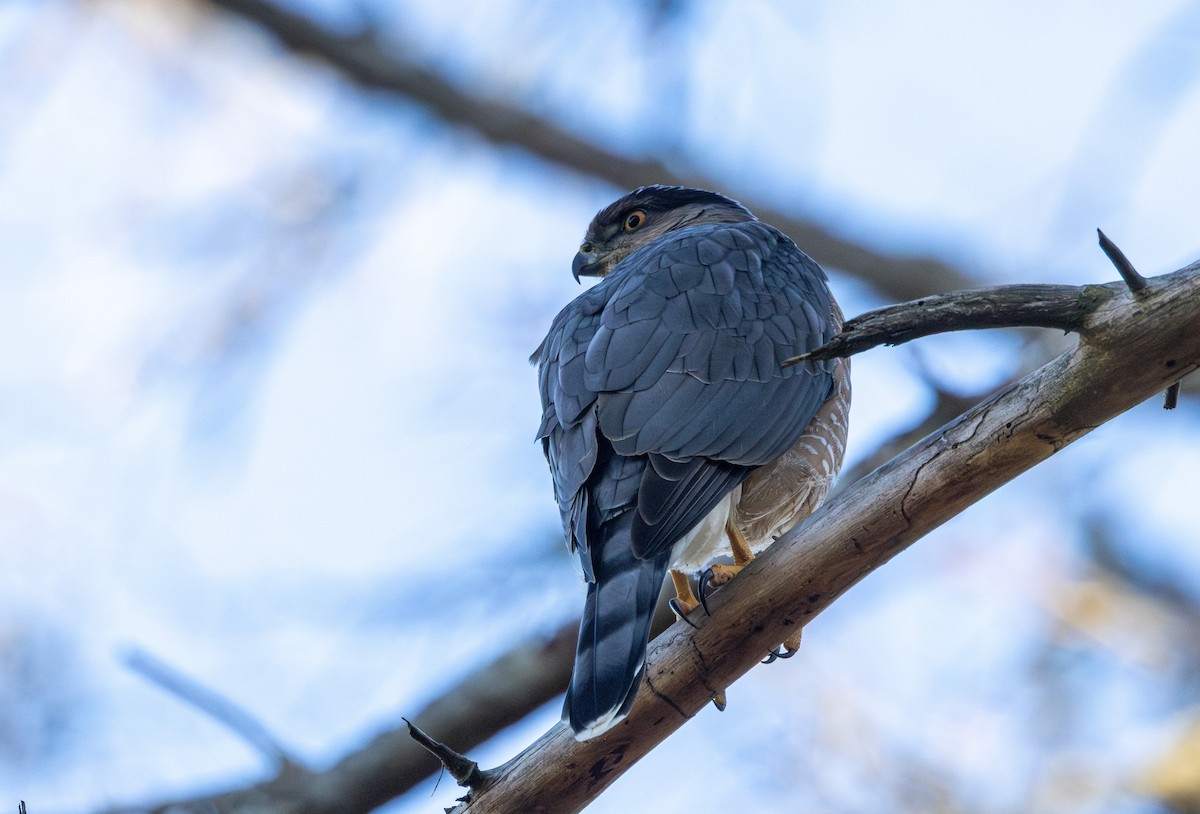 Яструб чорноголовий - ML644773505