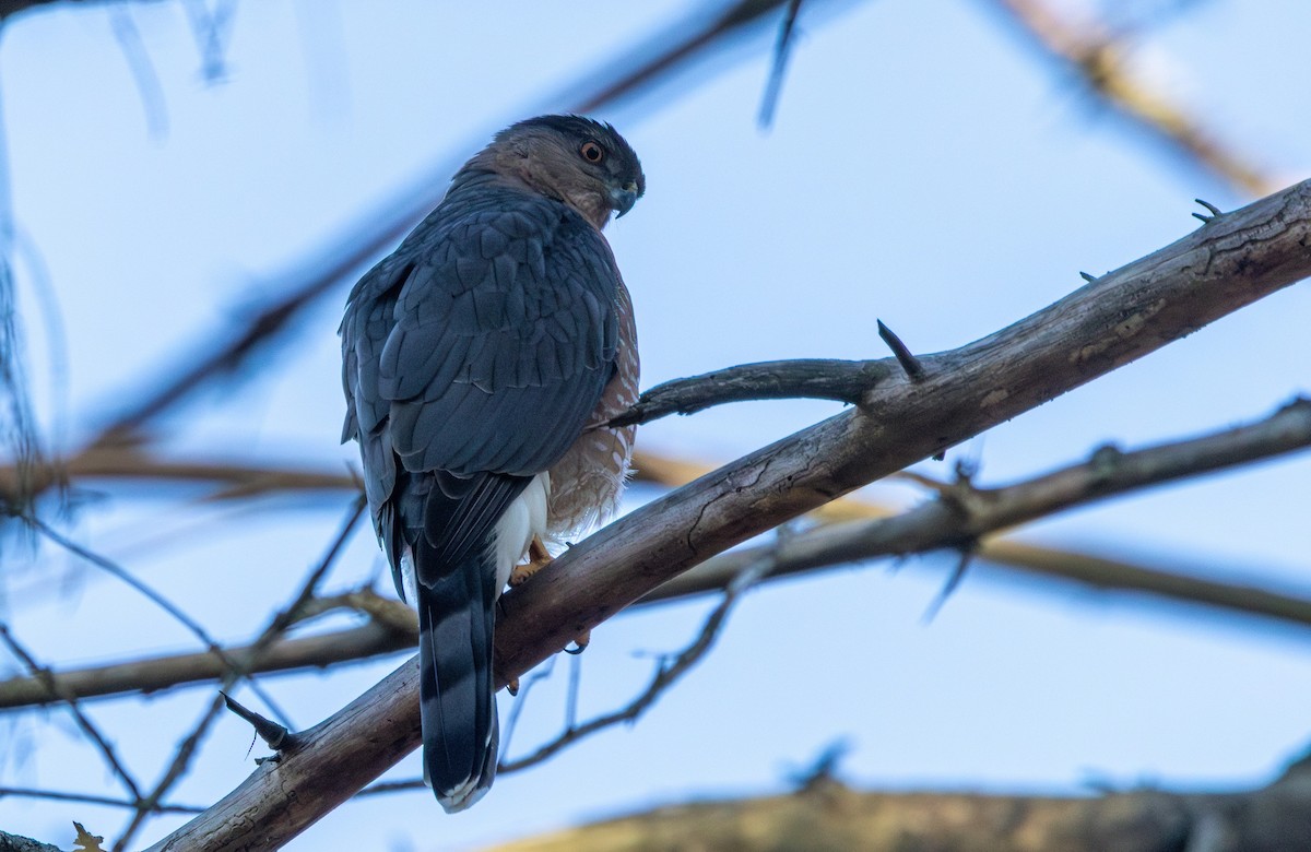 Яструб чорноголовий - ML644773508