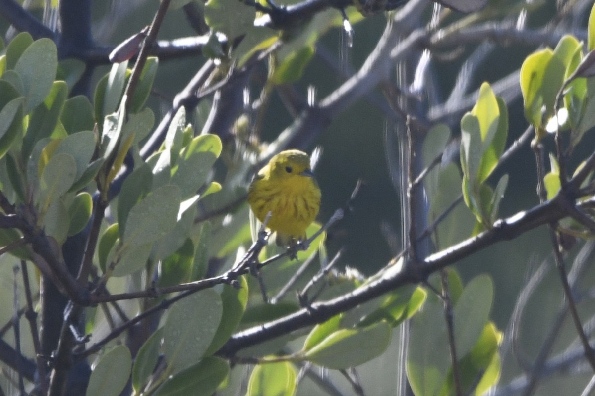 Northern/Mangrove Yellow Warbler - ML644773519