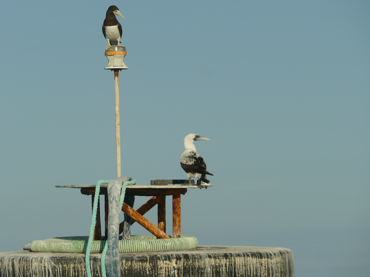 Сула жовтодзьоба - ML644773520