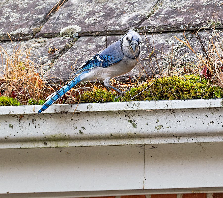 Blue Jay - ML644773525