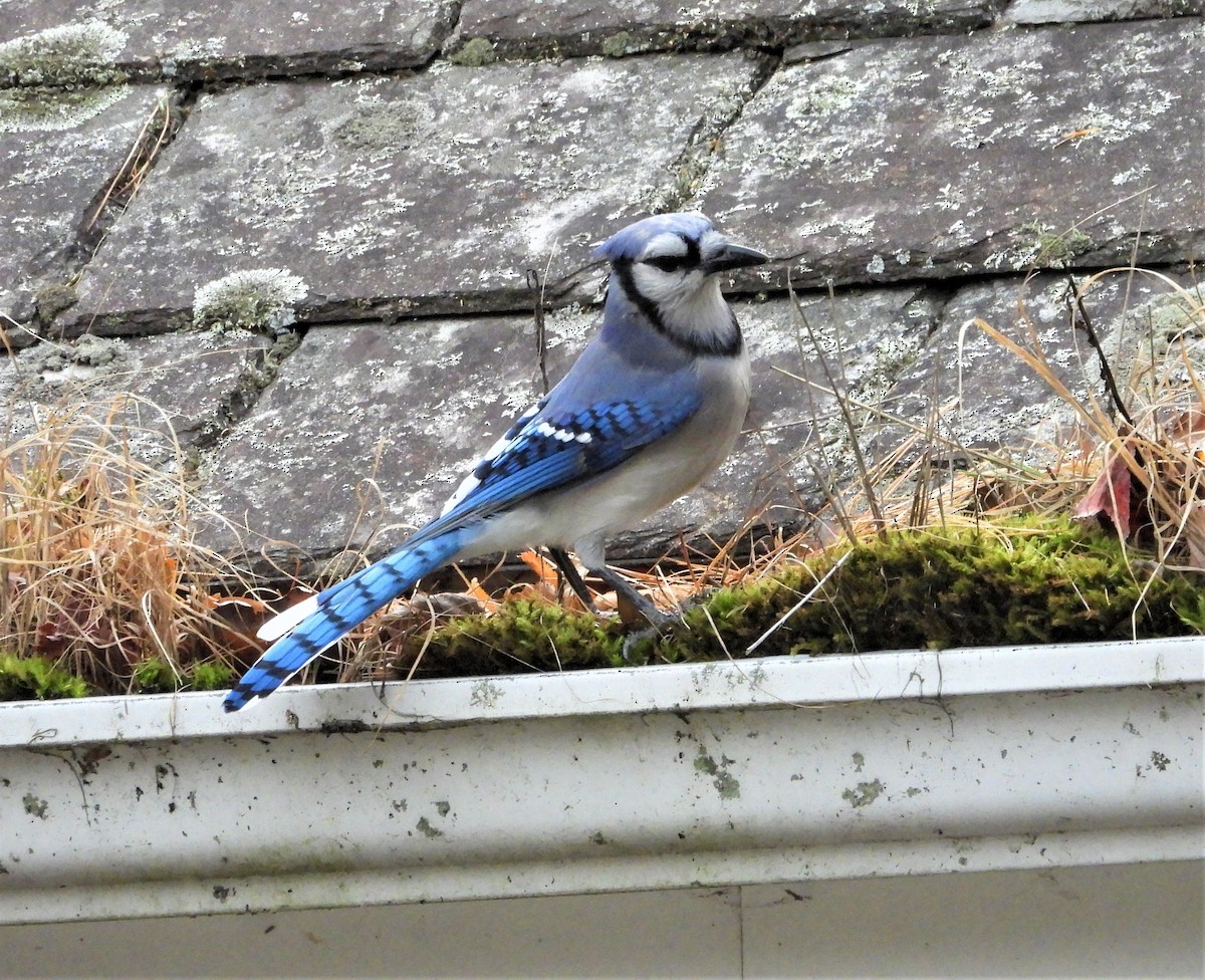 Blue Jay - ML644773526