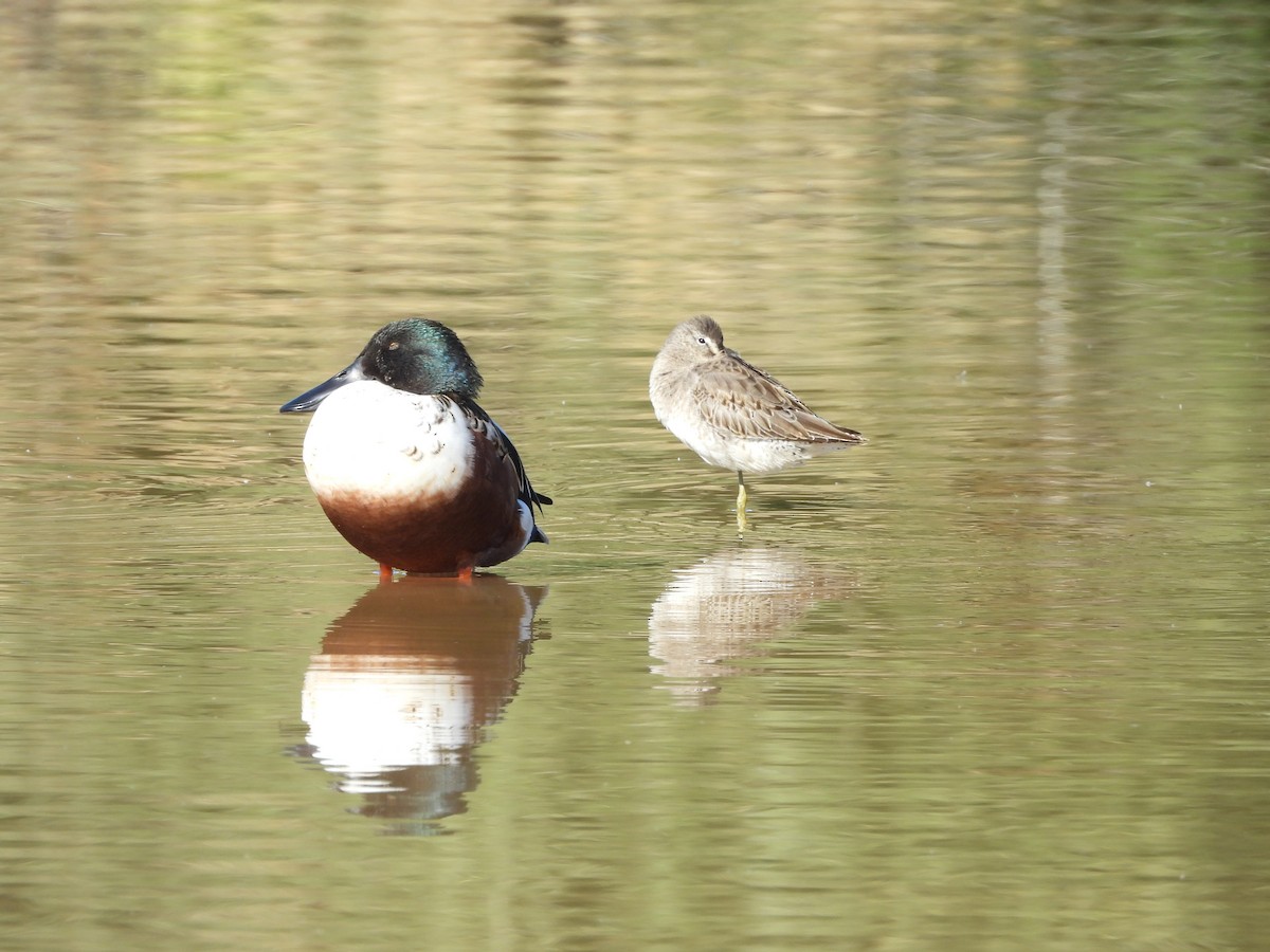 Canard souchet - ML644773532