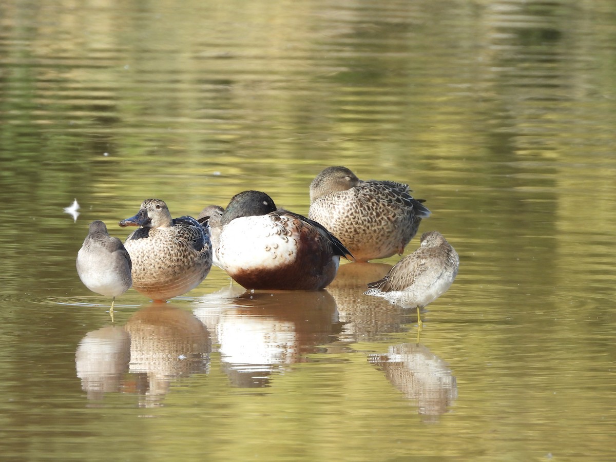 Canard souchet - ML644773536