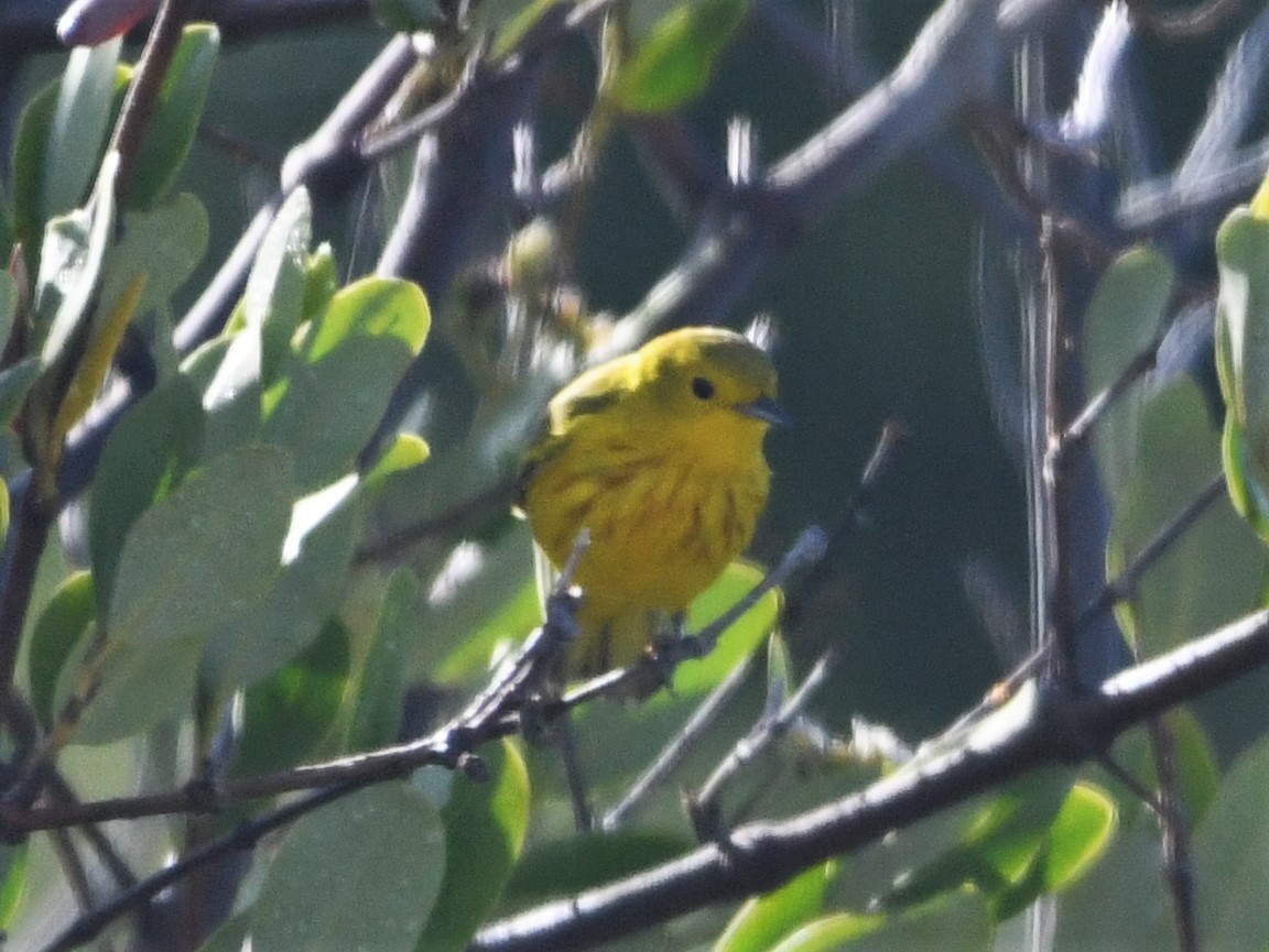 Northern/Mangrove Yellow Warbler - ML644773551