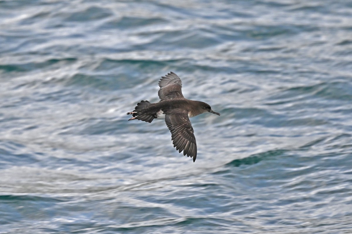 Буревісник Гутона - ML644773561