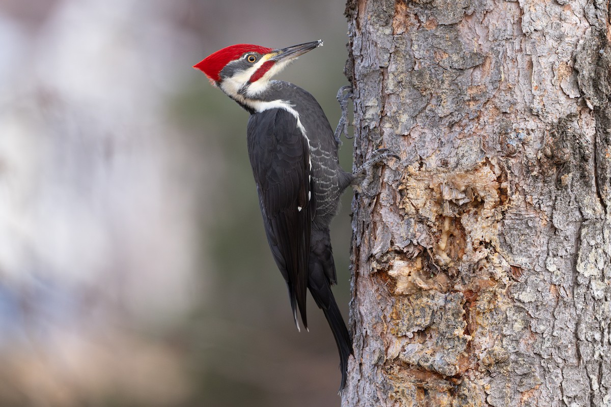 Жовна північна - ML644773571