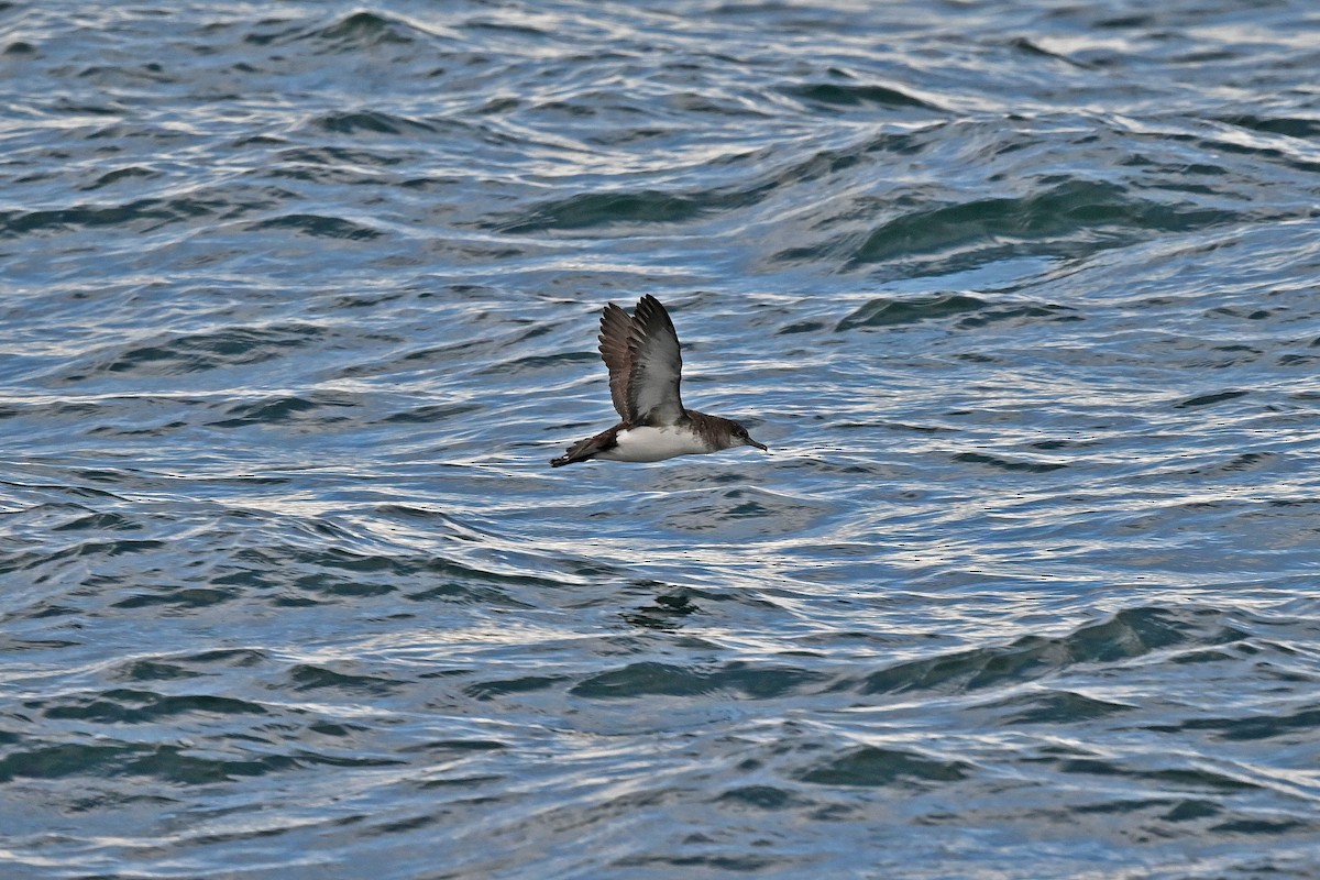 Gabai hegal-arina - ML644773580