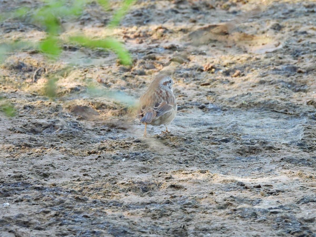 Song Sparrow (fallax Group) - ML644773592