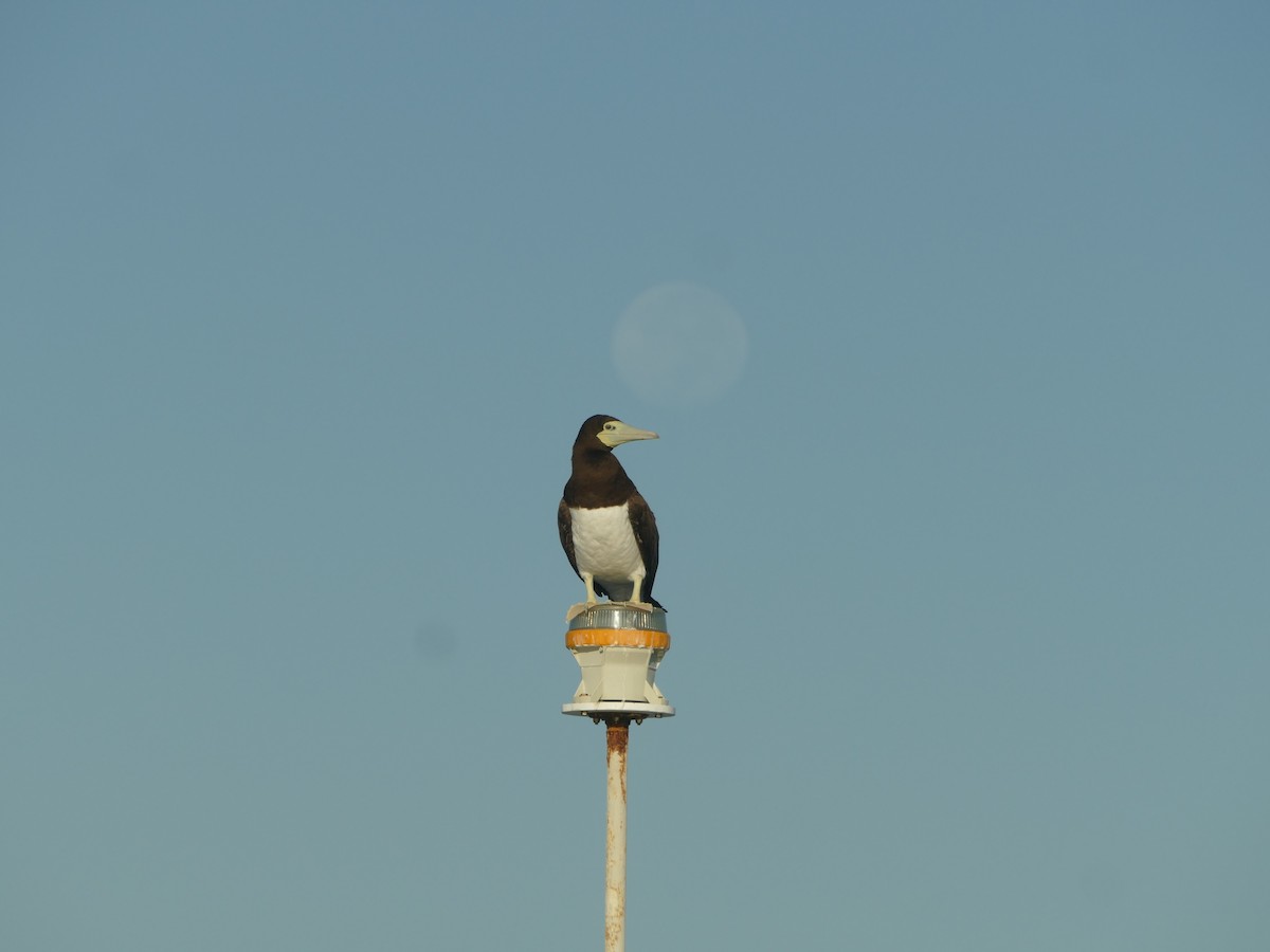 Brown Booby - ML644773601