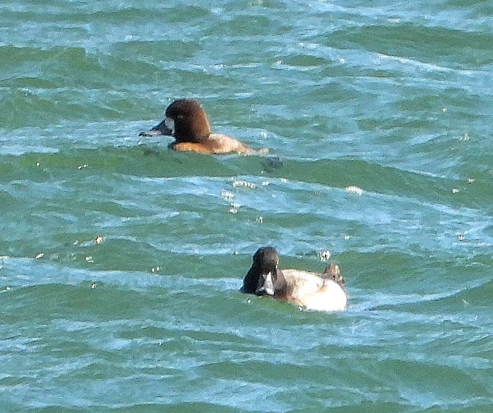 Lesser Scaup - ML644773602