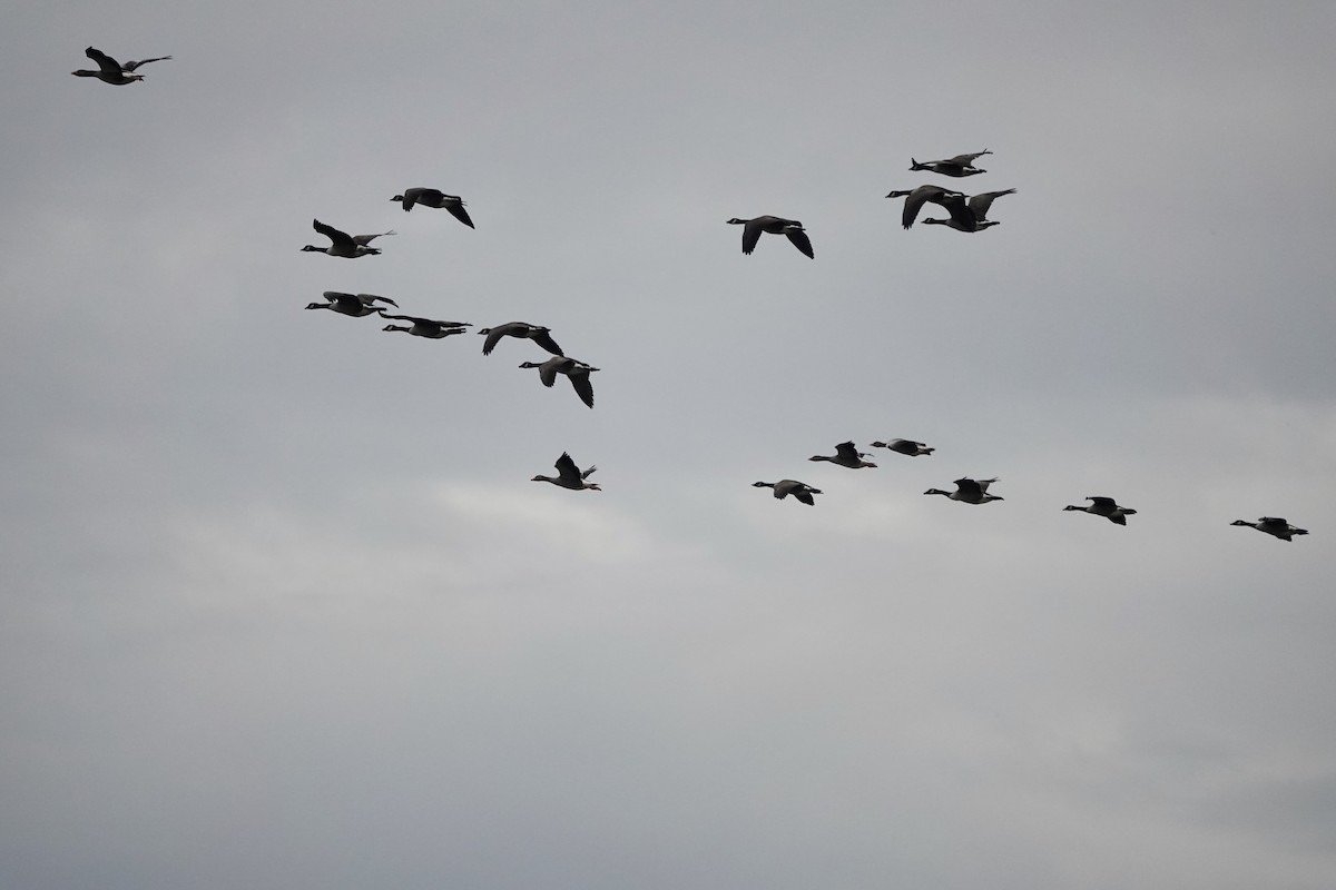 Graylag Goose - ML644773611