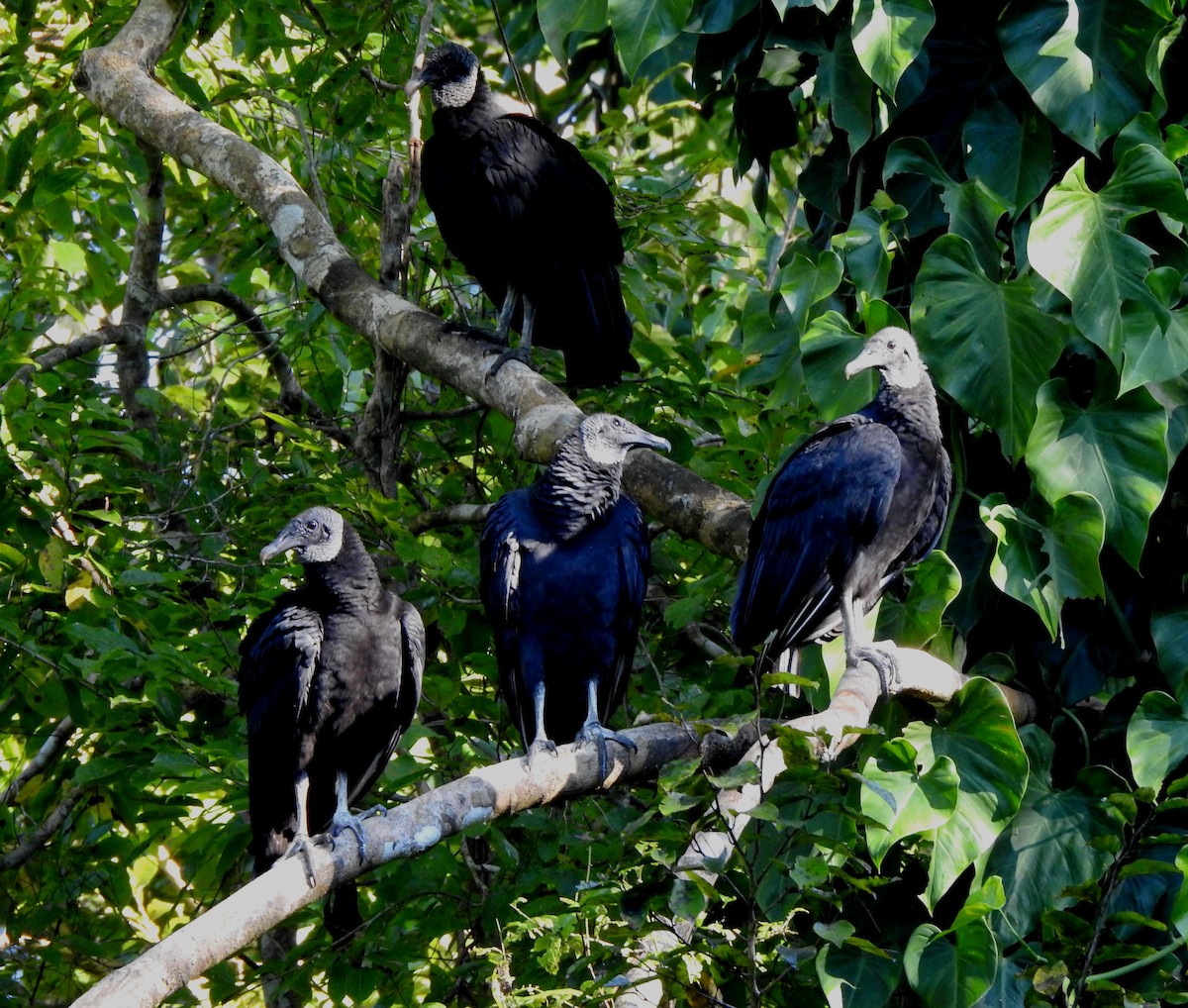 Катарта чорна - ML644773612