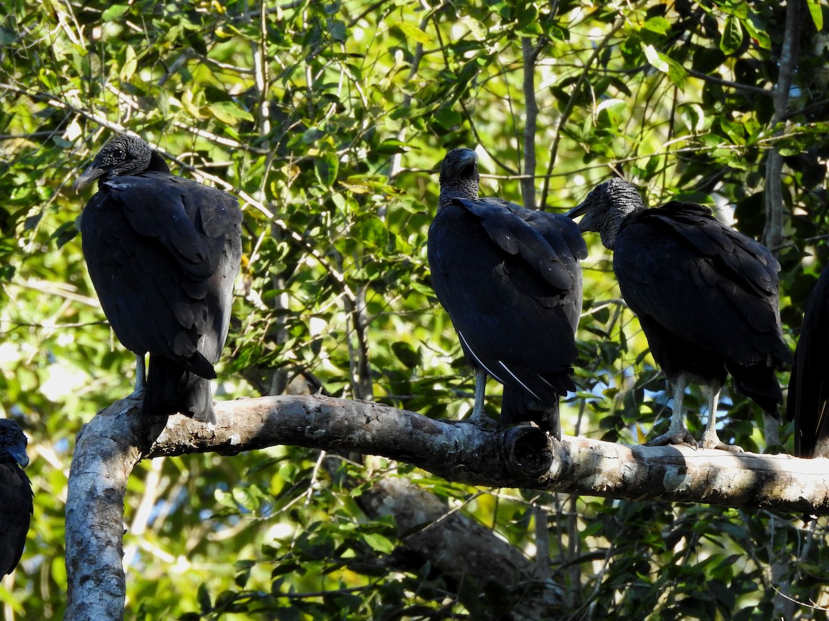 Катарта чорна - ML644773613