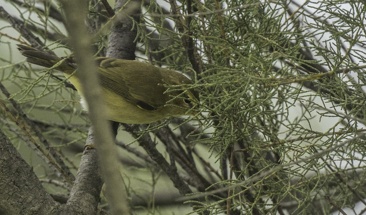 Mosquitero Común - ML644773624