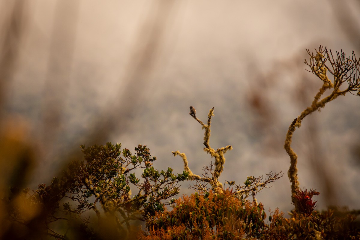 Red-crested Cotinga - ML644773626
