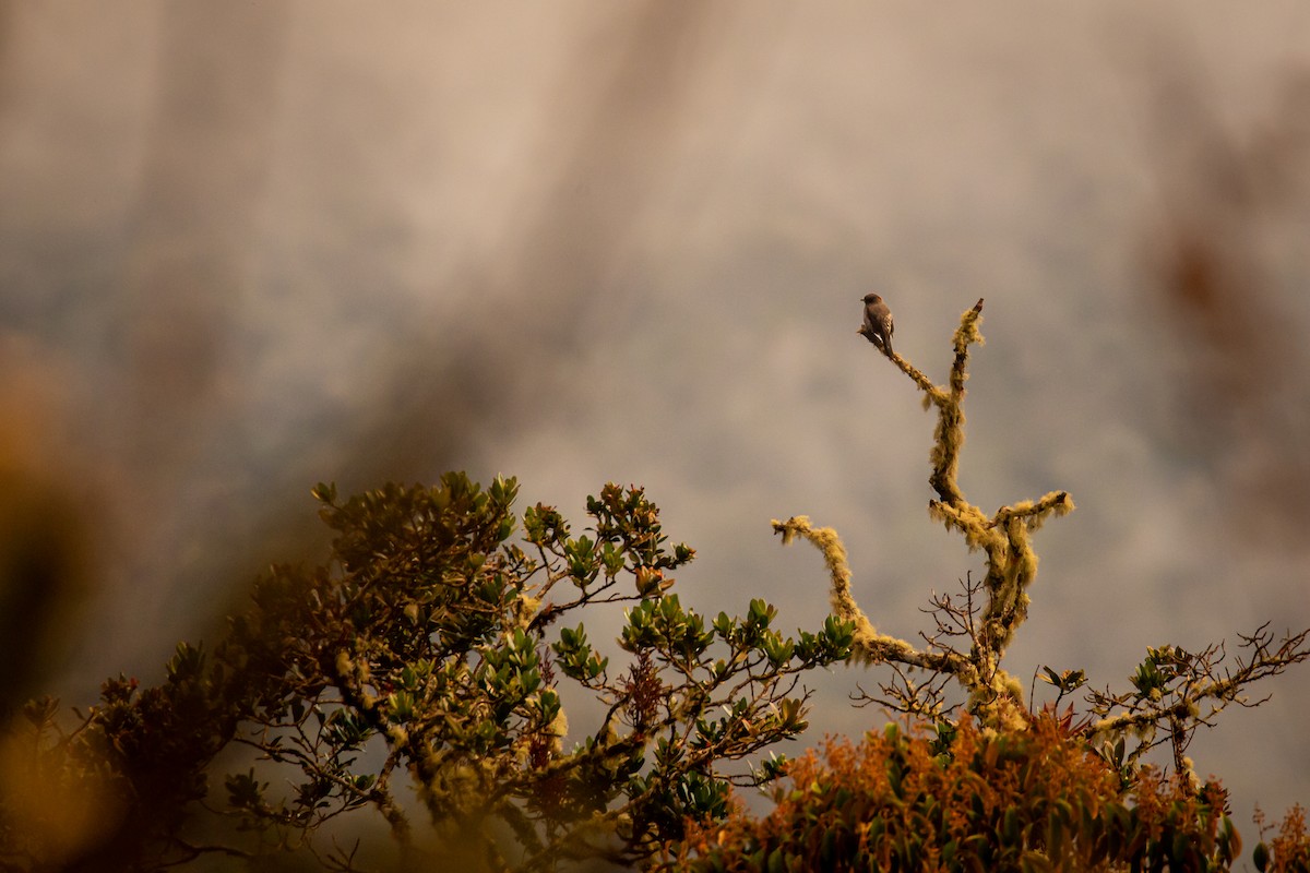 Red-crested Cotinga - ML644773627