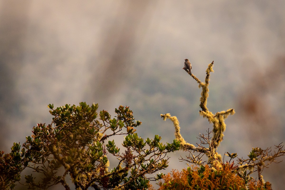 Red-crested Cotinga - ML644773628