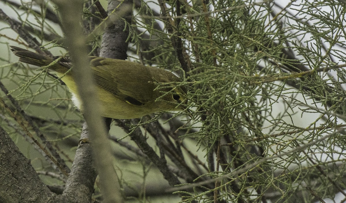 Mosquitero Común - ML644773629