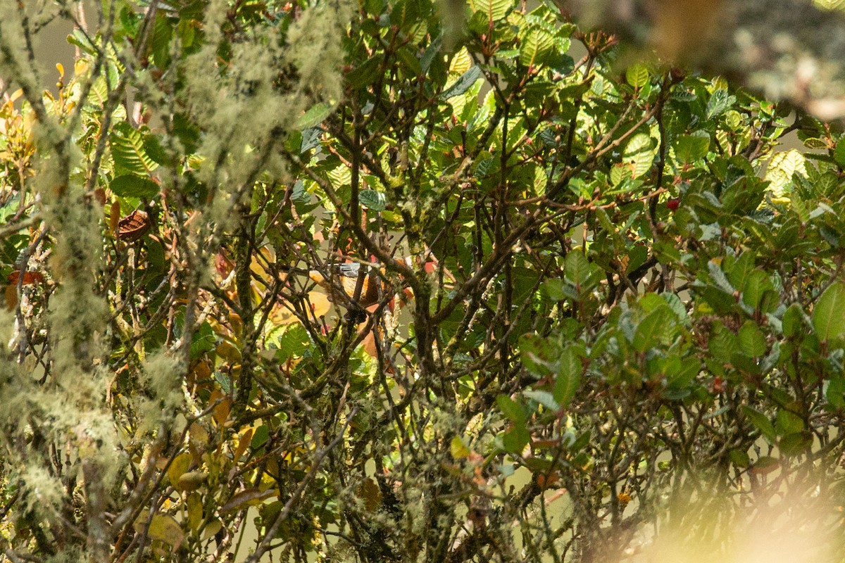 Red-crested Cotinga - ML644773630