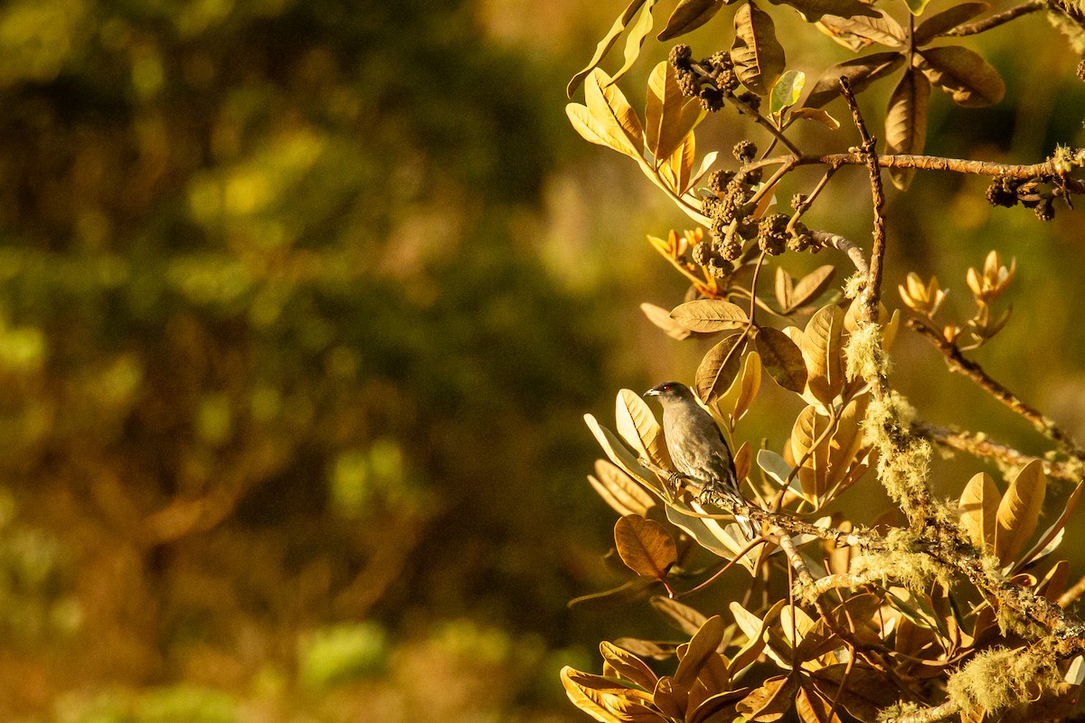 Red-crested Cotinga - ML644773631