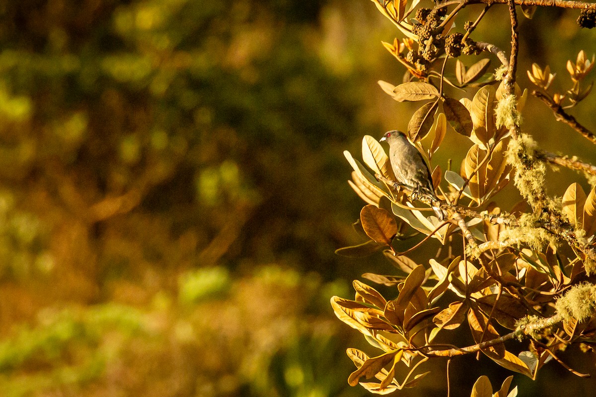 Red-crested Cotinga - ML644773632