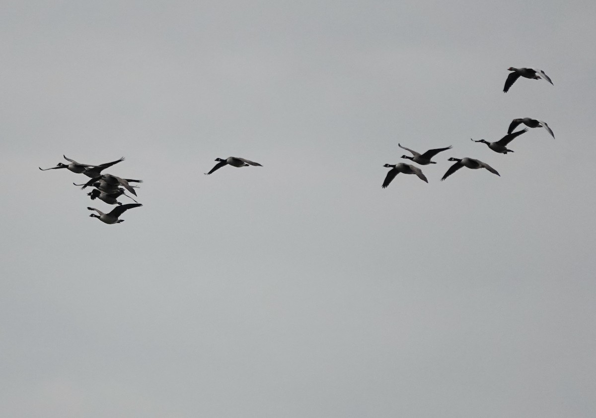 Canada Goose - ML644773633