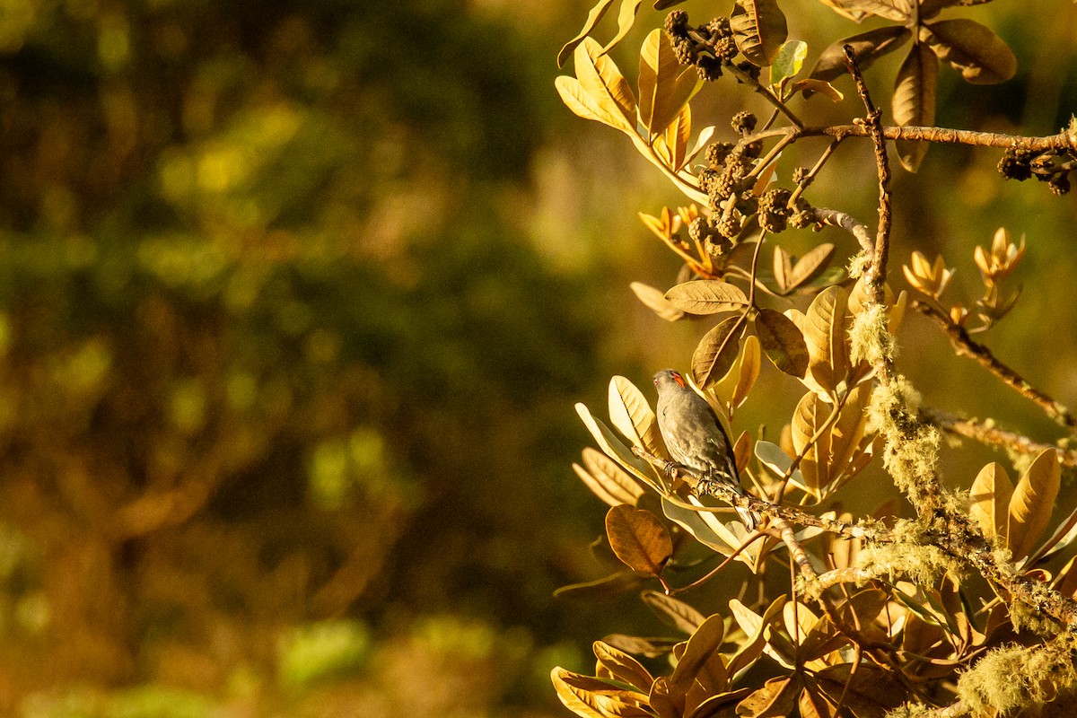 Red-crested Cotinga - ML644773634