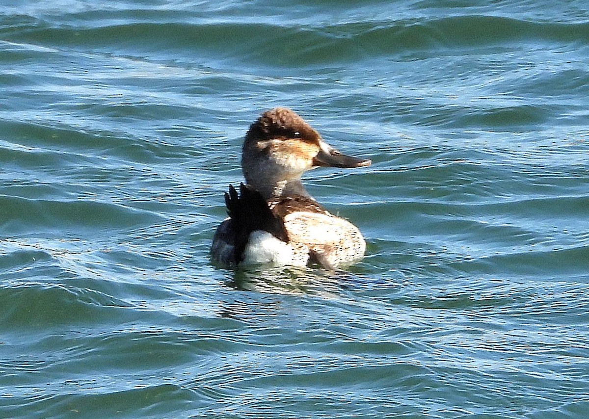 Ruddy Duck - ML644773635