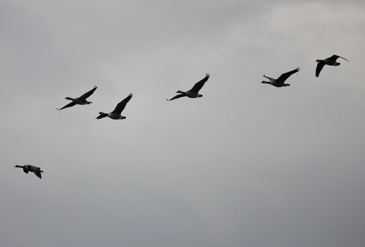 Canada Goose - ML644773636