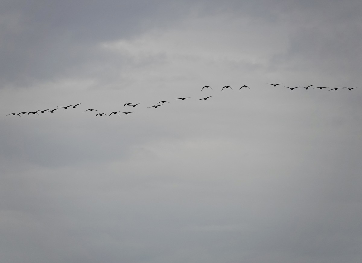 Canada Goose - ML644773637