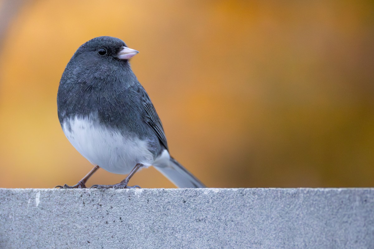Dark-eyed Junco - ML644773638