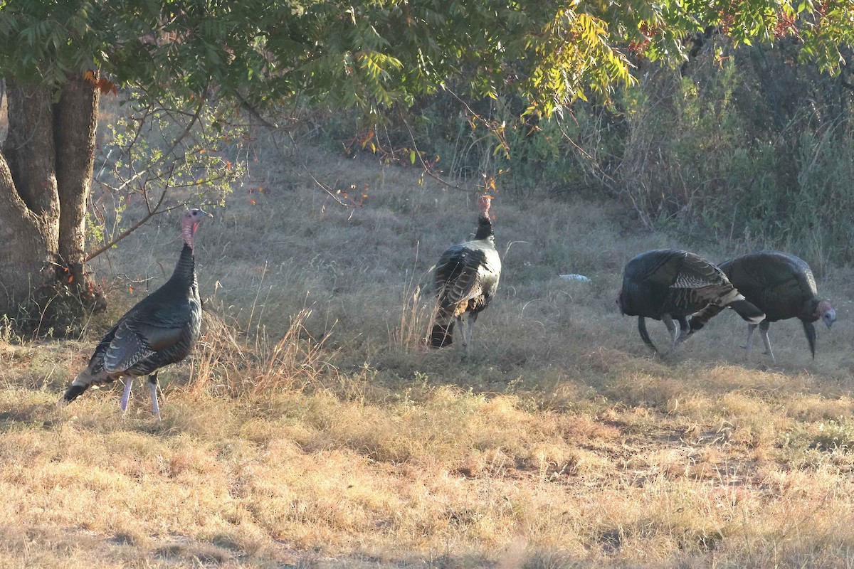 Wild Turkey - ML644773641