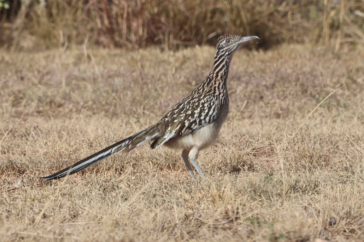 Greater Roadrunner - ML644773655